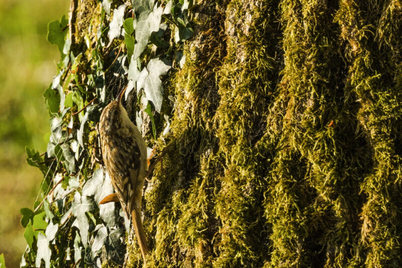 Grimpereau des jardins